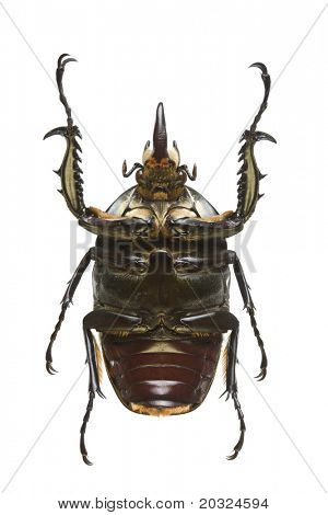 Unteransicht des bunten Blumen Käfer (Mecynorrhina Decorata) aus der Familie originatin cetonidae