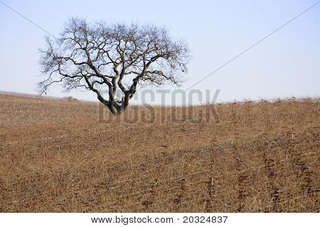 Dormant tree in the middle of a vast orchard of dormant grapevines