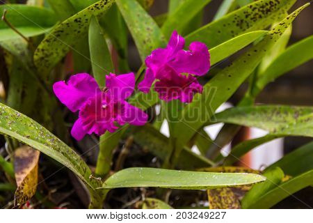 Cattleya blooming in backyard garden beautiful texture background