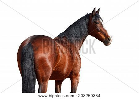 Portrait of Bay horse on a white background.