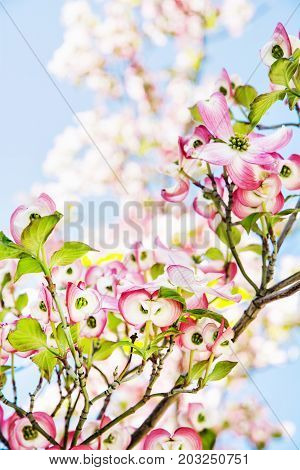 Cornus florida - Flowering dogwood - is a species of flowering plant in the family Cornaceae native to eastern North America and northern Mexico.