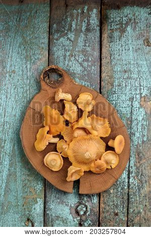 Raw forest mushrooms chanterelle on wooden plate on vintage turquoise background above view