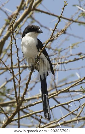 Long-tailed fiscal sits on a branch with thorns on a bright sunny day