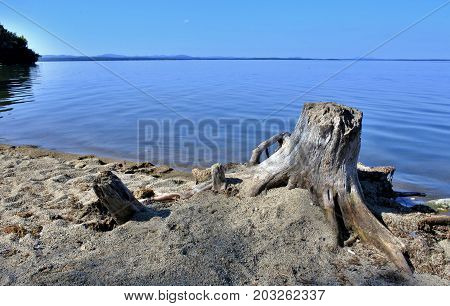 Old Dried Tree Stump On The Lake