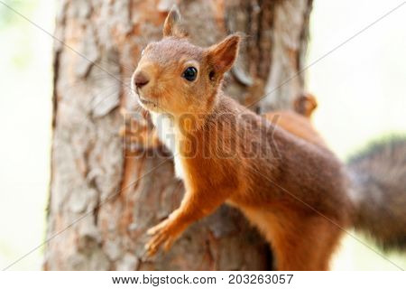red European squirrel walks through the woods