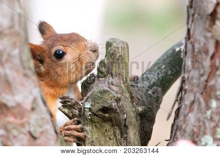 red European squirrel walks through the woods