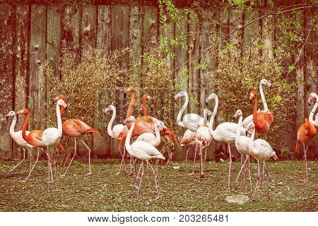 Colony of flamingos. Animal scene. Vibrant colors. Wading birds. Beauty in nature. Red photo filter.