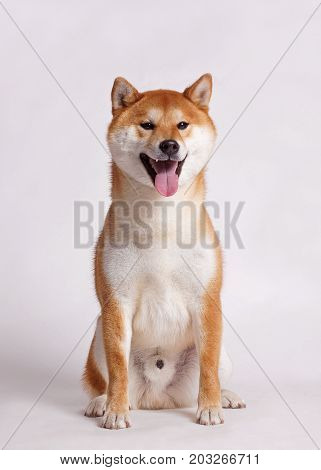 happy joyful funny holiday dog Shibu sits