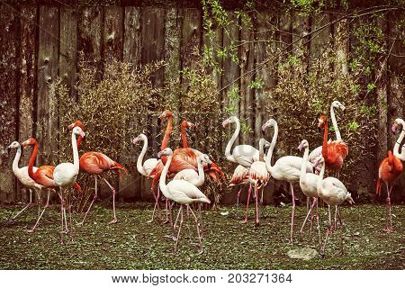 Colony of flamingos. Animal scene. Yellow photo filter. Wading birds. Beauty in nature.