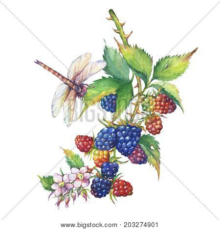 A branch with blackberry fruit, white flowers, leaves and dragonfly (Rubus genus, black berries). Watercolor hand drawn painting illustration, isolated on white background.