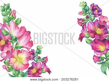 Banner of Mallow pink flower (Alcea rosea, malva, hollyhock, Althaea rugosa). Watercolor hand drawn painting floral illustration isolated on white background.