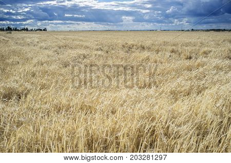 Wheat crops field with cloudy windy sky. Badajoz Spain