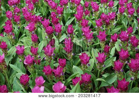 Wild flower field - Curcuma sessilis for background
