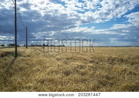 Wheat crops field with cloudy windy sky. Badajoz Spain