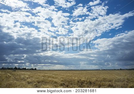 Wheat crops field with cloudy windy sky. Badajoz Spain