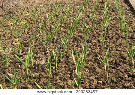 Small onions growing in garden at spring time
