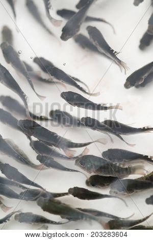 Many Tilapia Fish ( Oreochromis niloticus ) in the fish ponds.