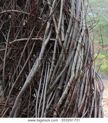 Twisted bare branches column background, close view