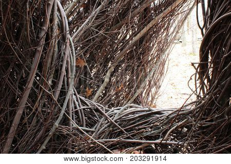 Passage opening through tangled branches, close view