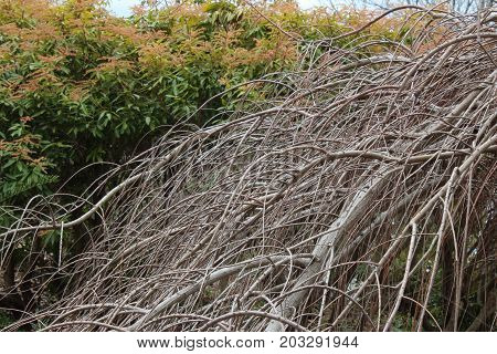 Bald cypress branches in winter, horizontal view