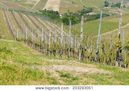 Beautiful Italian landscape. Vineyards from Langhe regionItaly agriculture. Unesco world heritage site