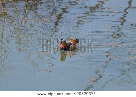 Mandarin duck close up from Sile river natural park. Italian wildlife.