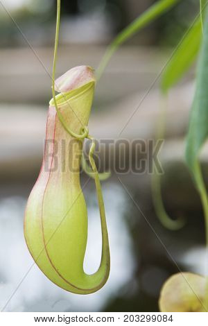 Tropical pitcher plants or monkey cup in the garden.pitcher plansts family is the type of plant that catch insect with there cup shape in tropical forest