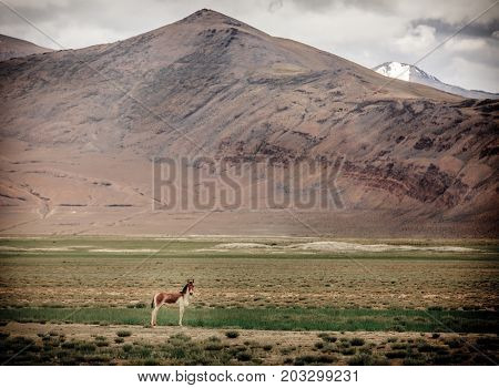 Tibetan Wild Ass or Kyang on Changthang plateau in Ladakh, India