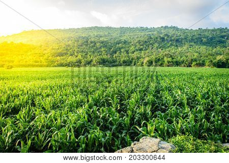 Beautiful morning sunrise over the corn field