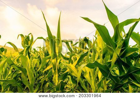 Beautiful morning sunrise over the corn field