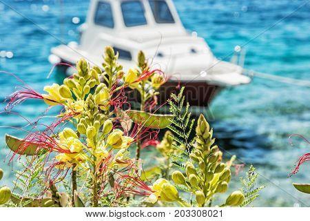 Beautiful freesia flowers and little boat in Maslinica Solta island Croatia. Summer vacation destination. Seasonal natural scene.