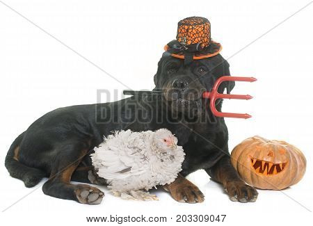 rottweiler chicken and halloween pumpkin in front of white background