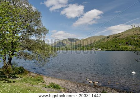 Swan swimming by shore of Grasmere, English Lake District