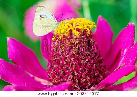 White butterflies Pieris rapae family Pieridae of pierids is sitting on a pink flowe Zinnia, macro