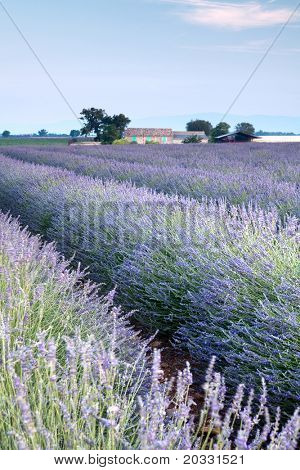 Vieuw su righe di fiori profumati, i campi di lavanda della Provenza francese vicino Valensole