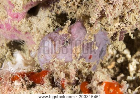 The Pink Frogfish