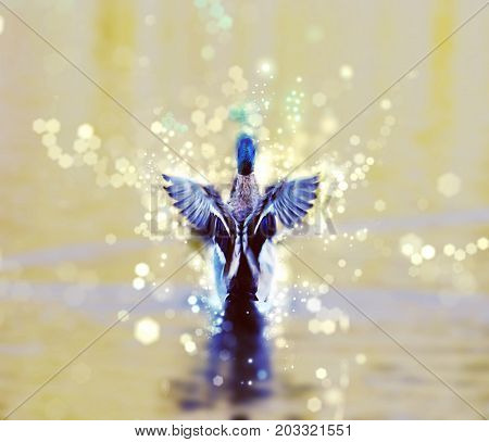 Mallard duck - Anas platyrhynchos - fly out of yellow water. Bird scene. Shimmering scene.