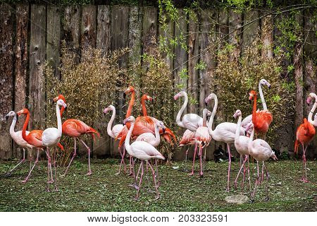 Colony of flamingos. Animal scene. Vibrant colors. Wading birds. Beauty in nature.