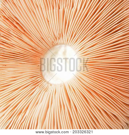 mushroom gills closeup abstract shot, pluteus species
