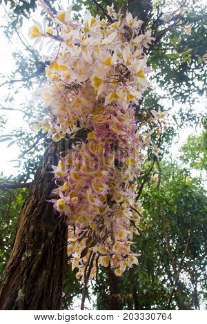 bunch of Dendrobium primulinum Laos on tree beautiful background