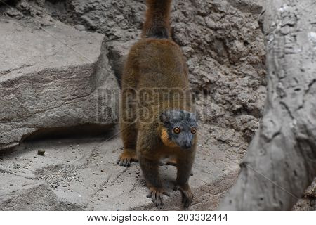 Distinctive Brown Collared Lemur Ready to Jump