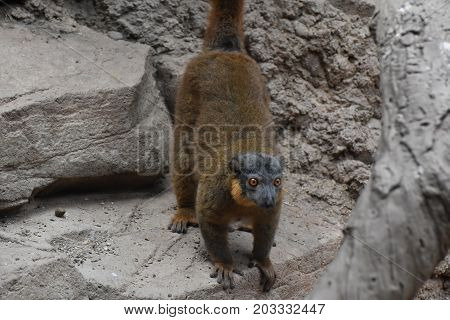 Adorable Brown Collared Lemur Ready to Jump