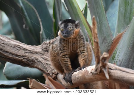 Precious Image of a Collared Lemur in Nature