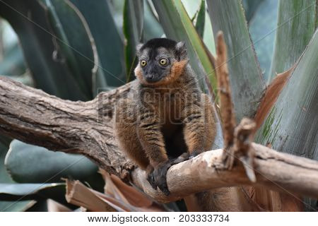 Precious Little Collared Lemur Balancing on a Branch