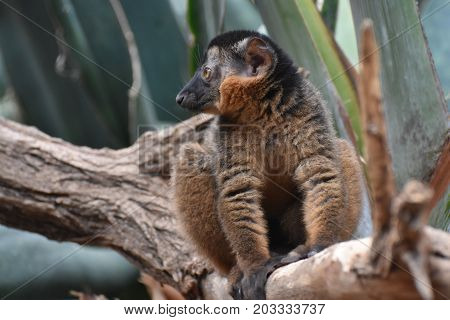 Breathtaking Brown Collared Lemur on a Tree
