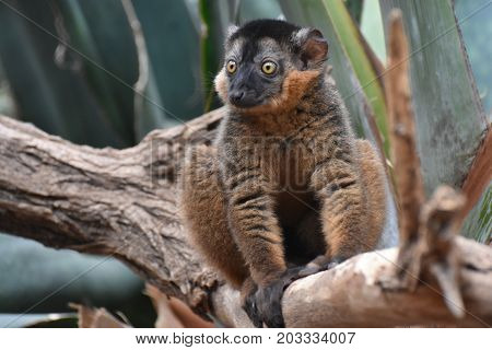 Breathtaking Image of a Brown Collared Lemur