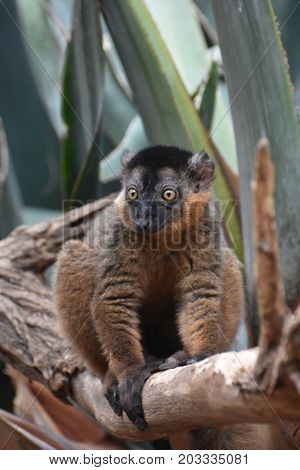 Captivating Close Up of a Cute Collared Lemur