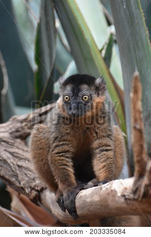Captivating Image of a Collared Lemur in Nature