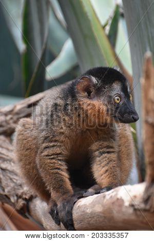 Stunning Little Brown Collared Lemur in Nature