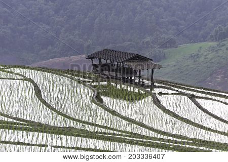 Terraced Paddy Field in Mae-Jam Village Chaingmai Province ThailandBeautiful scenery during sunset of the Pa Pong Piang rice terraces at Mae-JamChaingmai Province in Thailand.